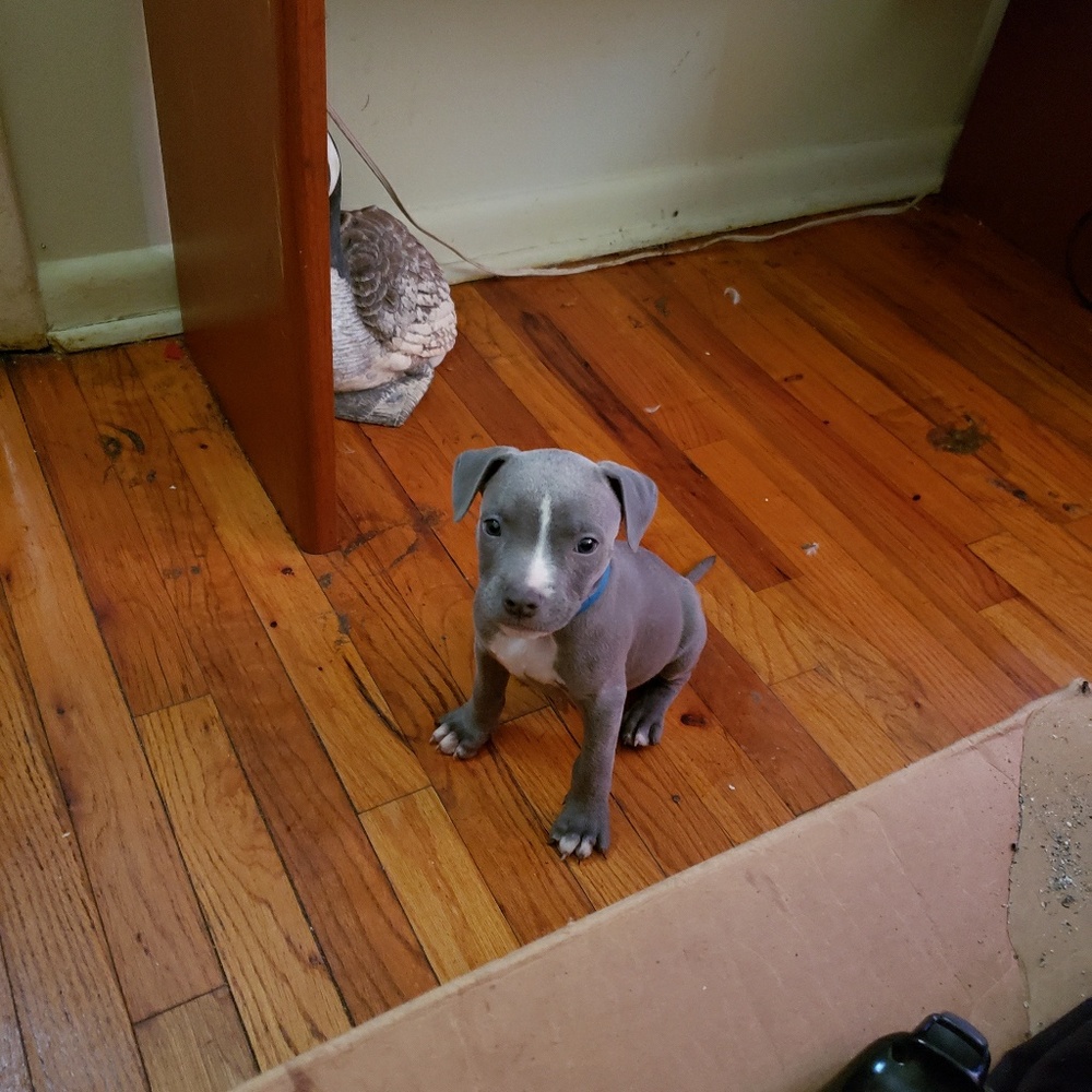 8 month old blue pit. male runt